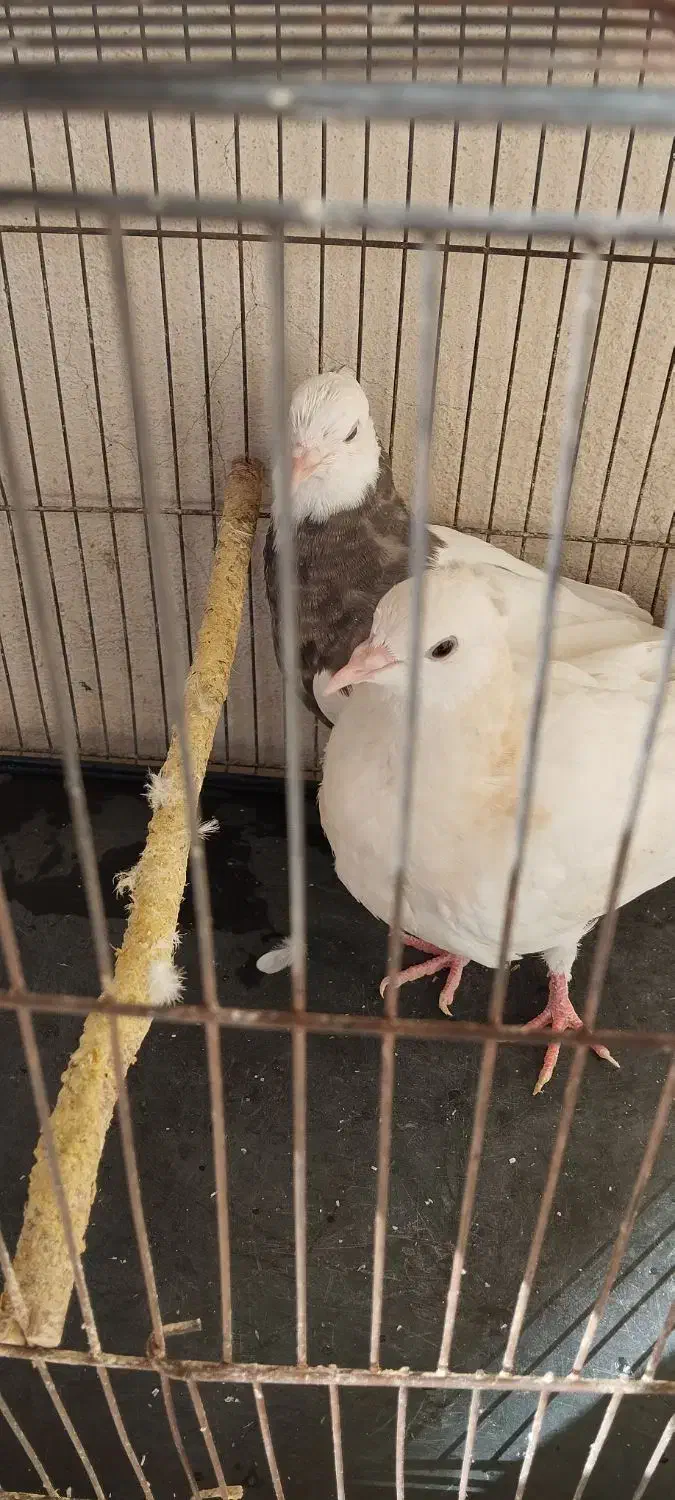 طوقی جوجه.جفت|پرنده|نیشابور, شریعتی|دیوار