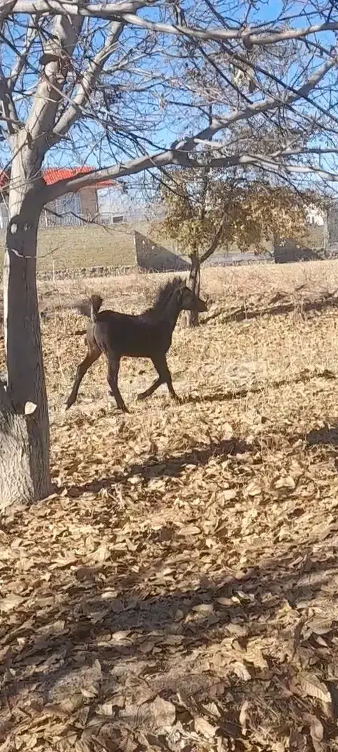 کره اصیل|اسب و تجهیزات اسب‌سواری|سردرود, |دیوار