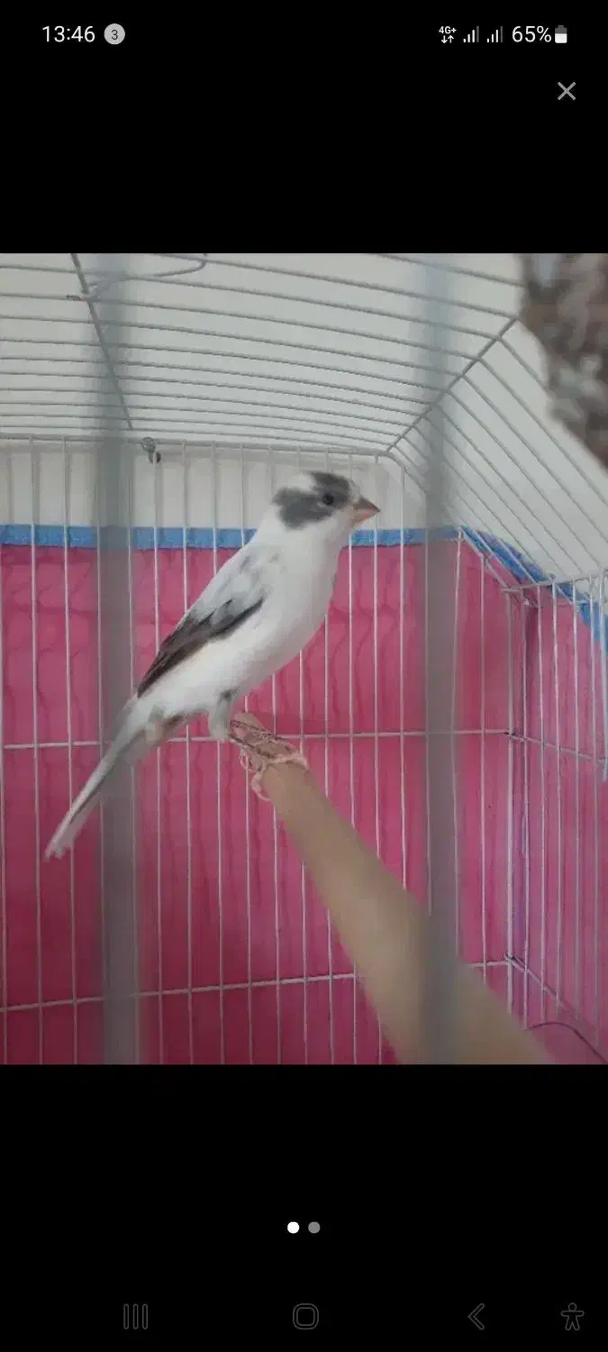 قناری|پرنده|قزوین, |دیوار