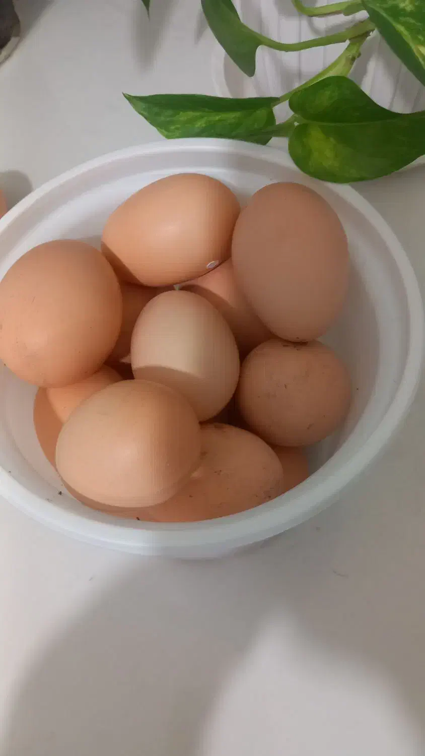 تخمرغ|خوردنی و آشامیدنی|بیرجند, |دیوار