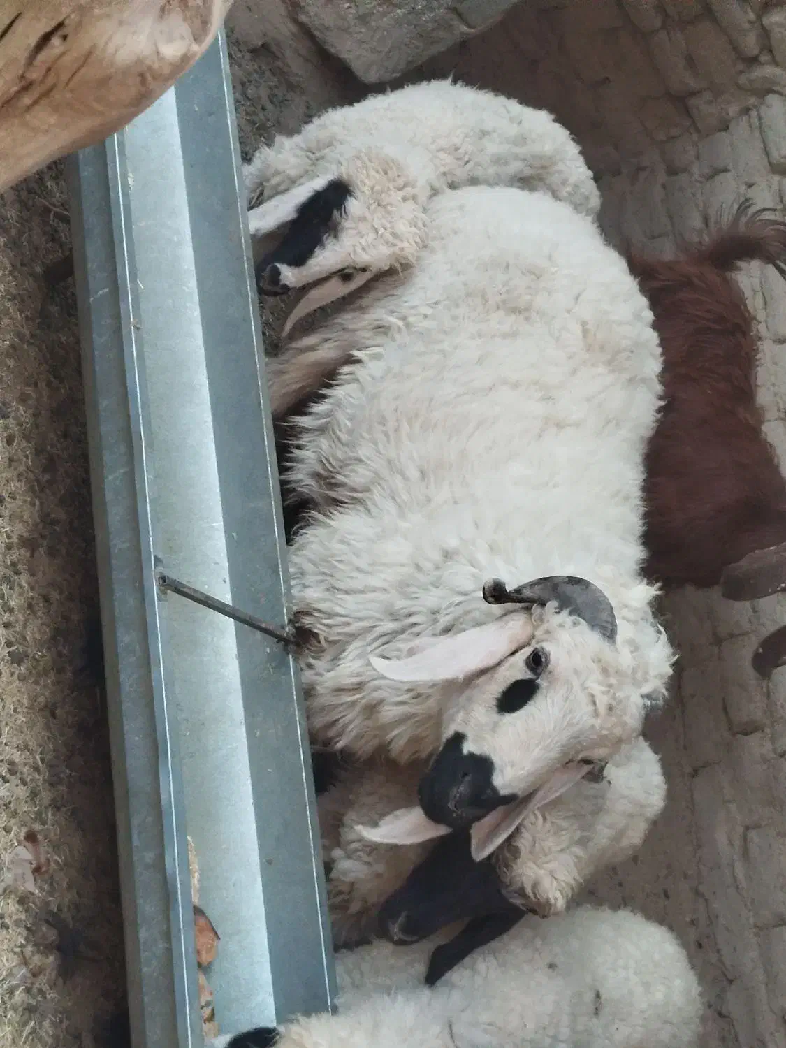 قوچ نر بزرگ|حیوانات مزرعه|هامون, |دیوار