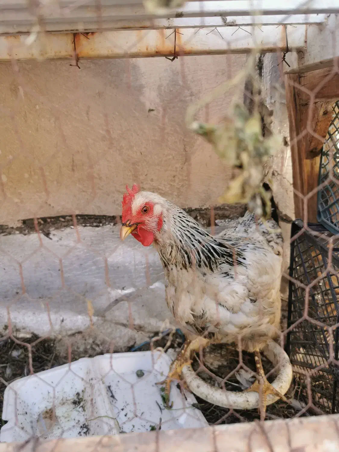 مرغ رسمی جوان|حیوانات مزرعه|قم, شهدا|دیوار