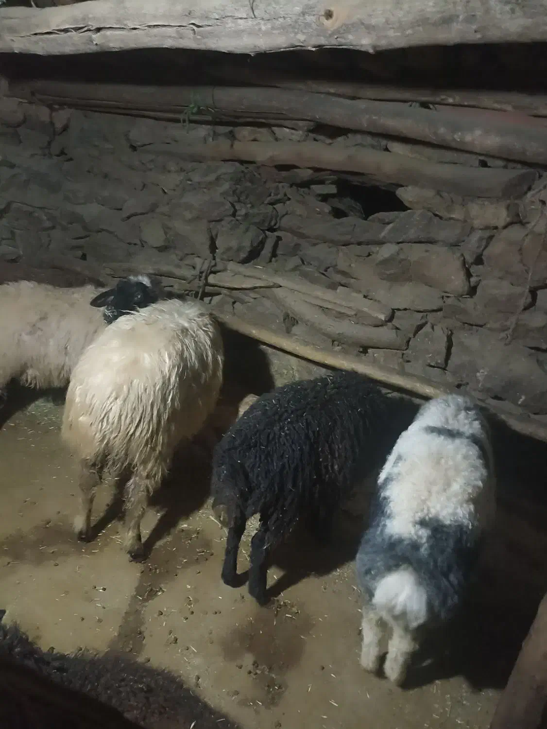 فروش‌4کاور‌سالم‌وسرحال|حیوانات مزرعه|مریوان, |دیوار