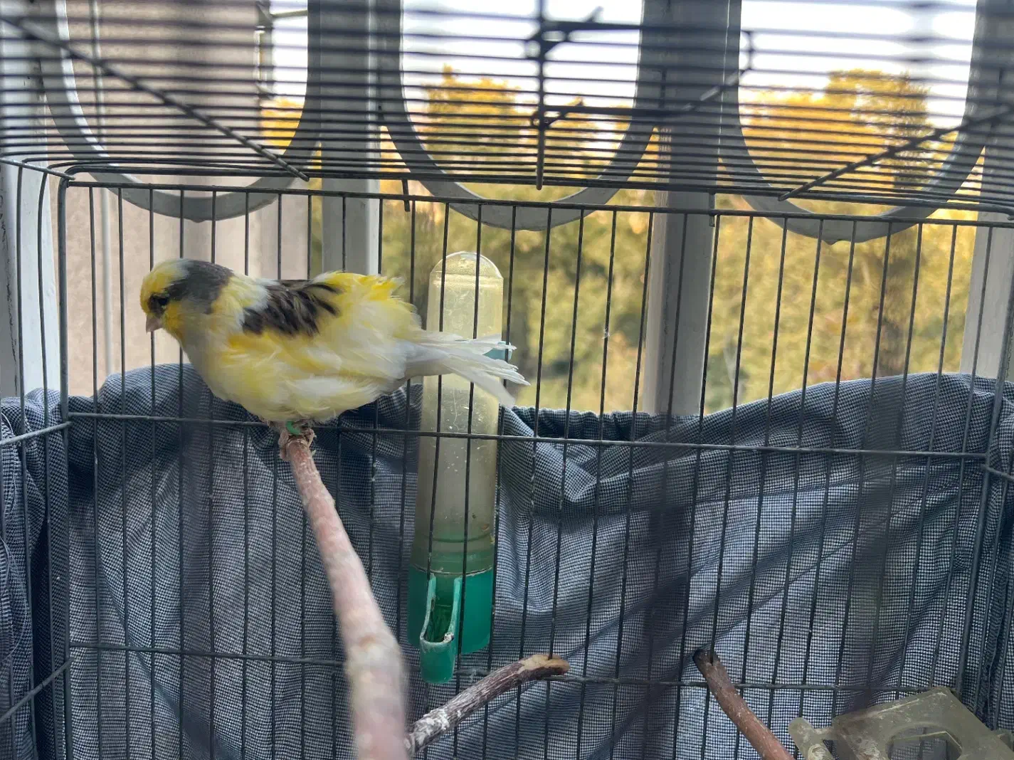 فروش قناری نر|پرنده|تهران, قیطریه|دیوار