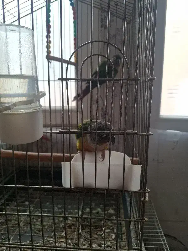 گرینچیک|پرنده|تربت جام, مسکن مهر|دیوار