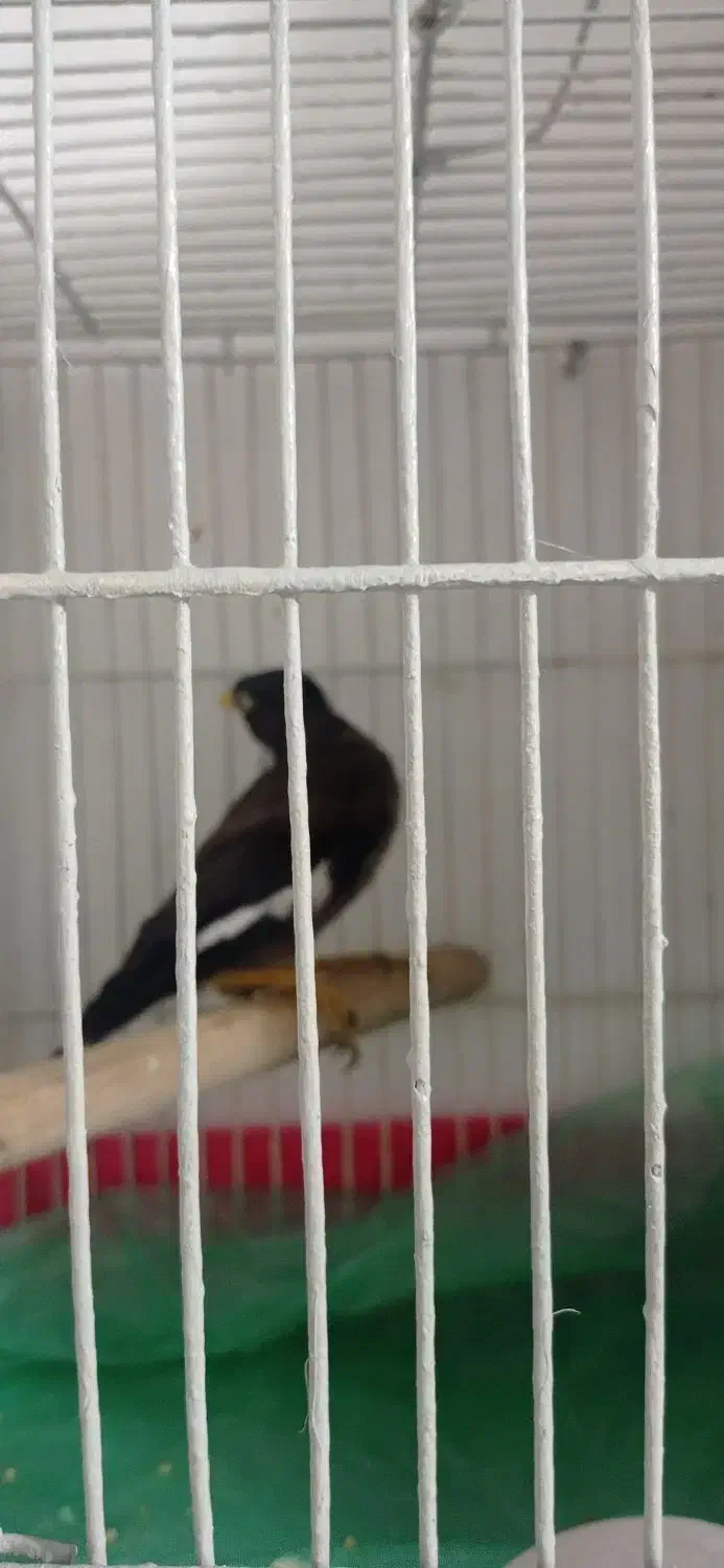 مرغ مینا دون خور باقفس|پرنده|کیش, |دیوار