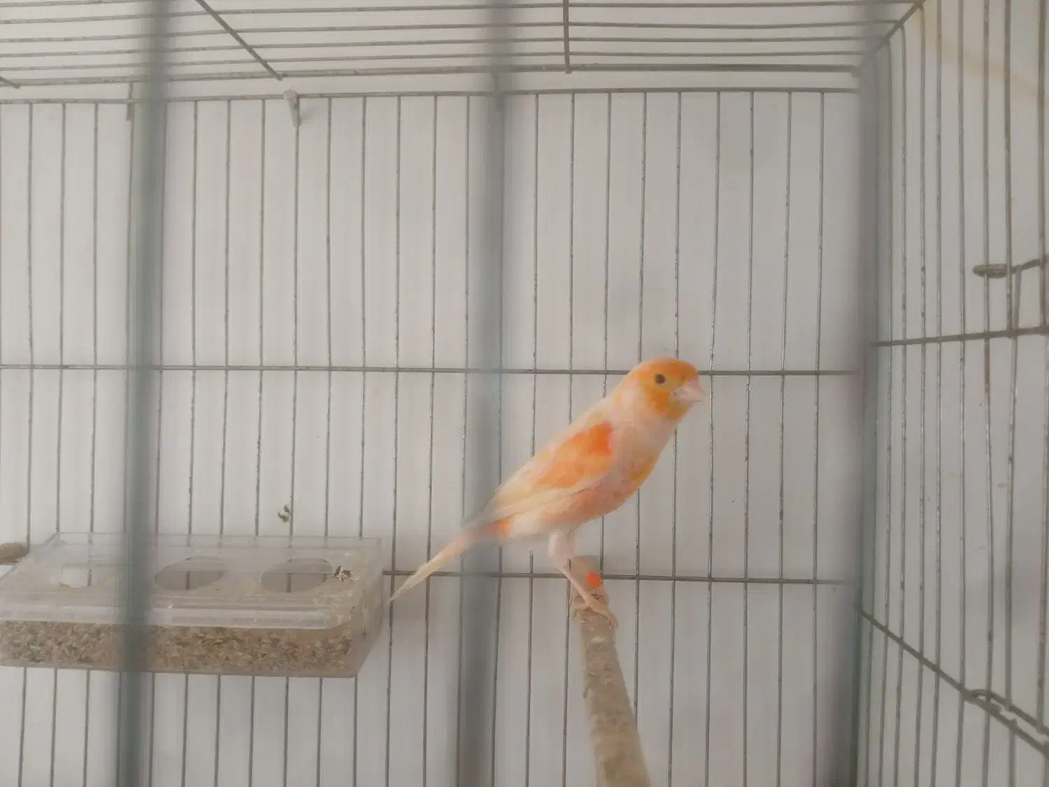 قناری سالم و سرحال|پرنده|خوی, |دیوار