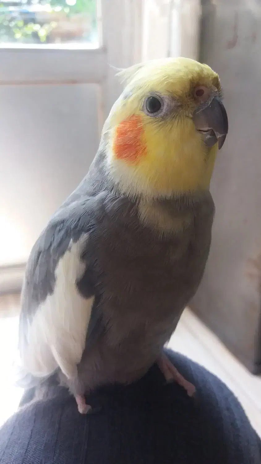 گم شده بنام فندوق|حیوانات|رشت, گیل|دیوار