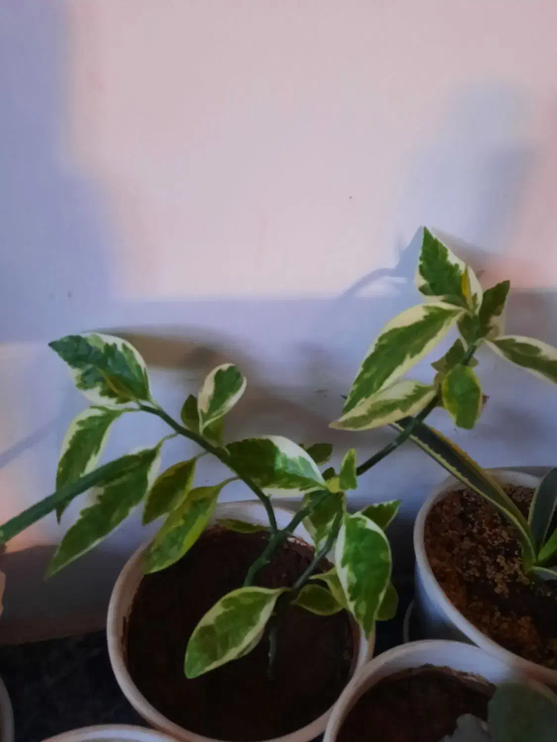 گل وگیاه شاداب|گل و گیاه طبیعی|خوی, |دیوار