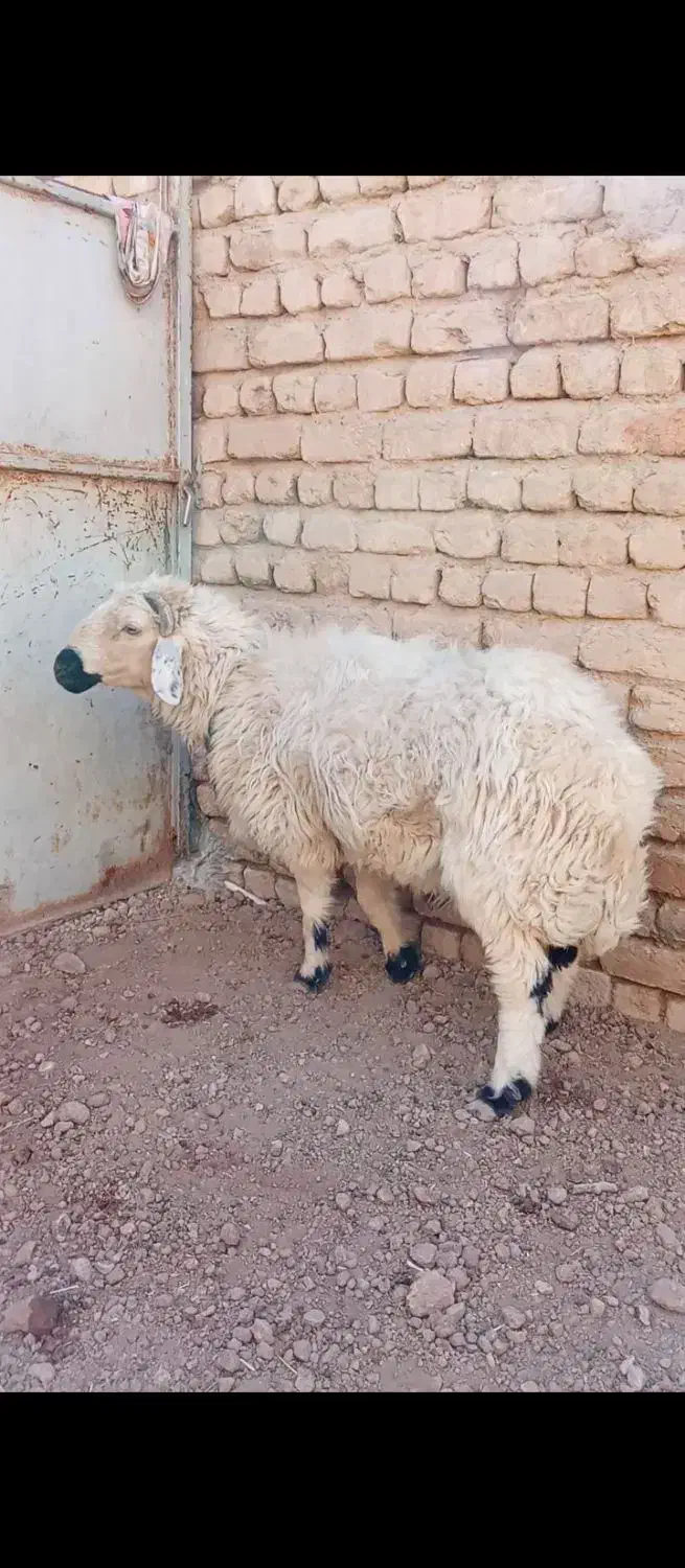 گوسفند نر بره|حیوانات مزرعه|قم, بقیع|دیوار