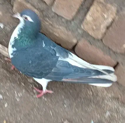 چپ‌سیاه‌قلدر|پرنده|خوشاب, |دیوار