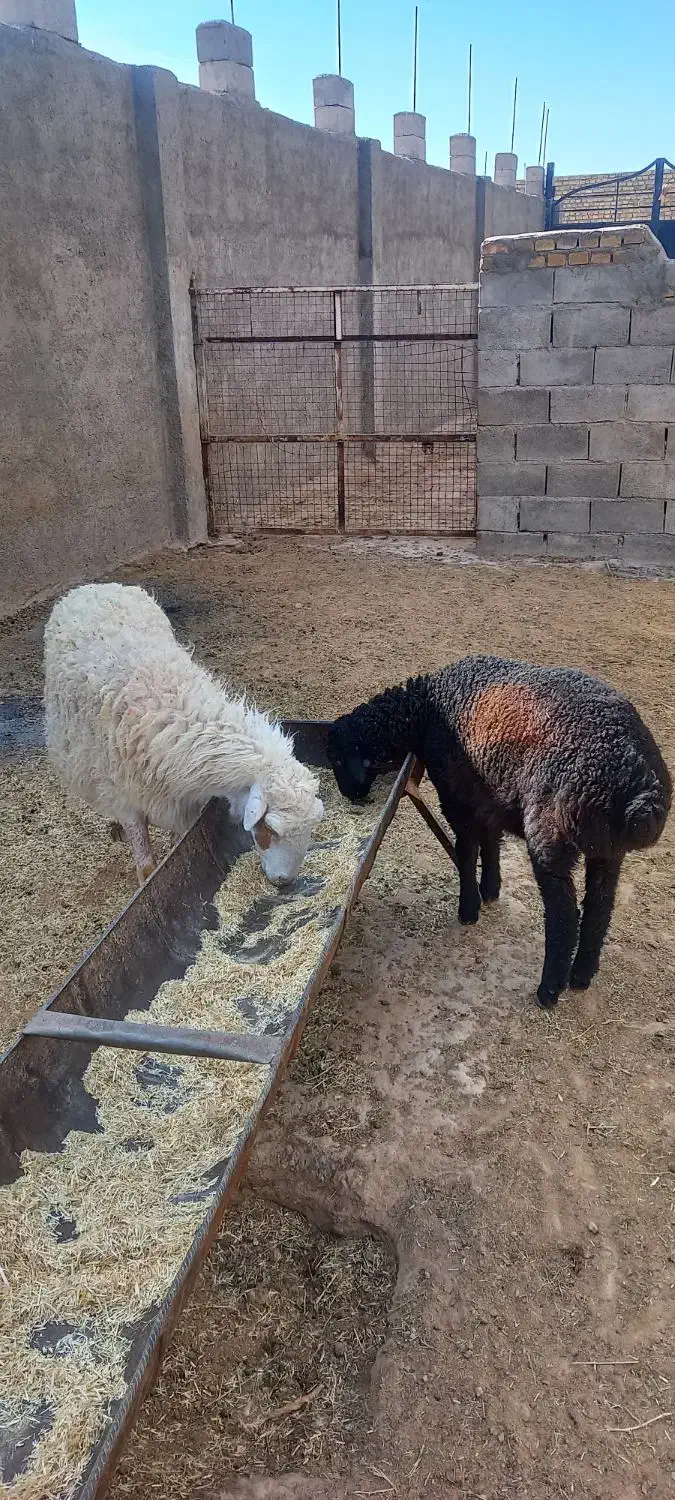 میش زائیده|حیوانات مزرعه|سبزوار, قصبه شرقی|دیوار