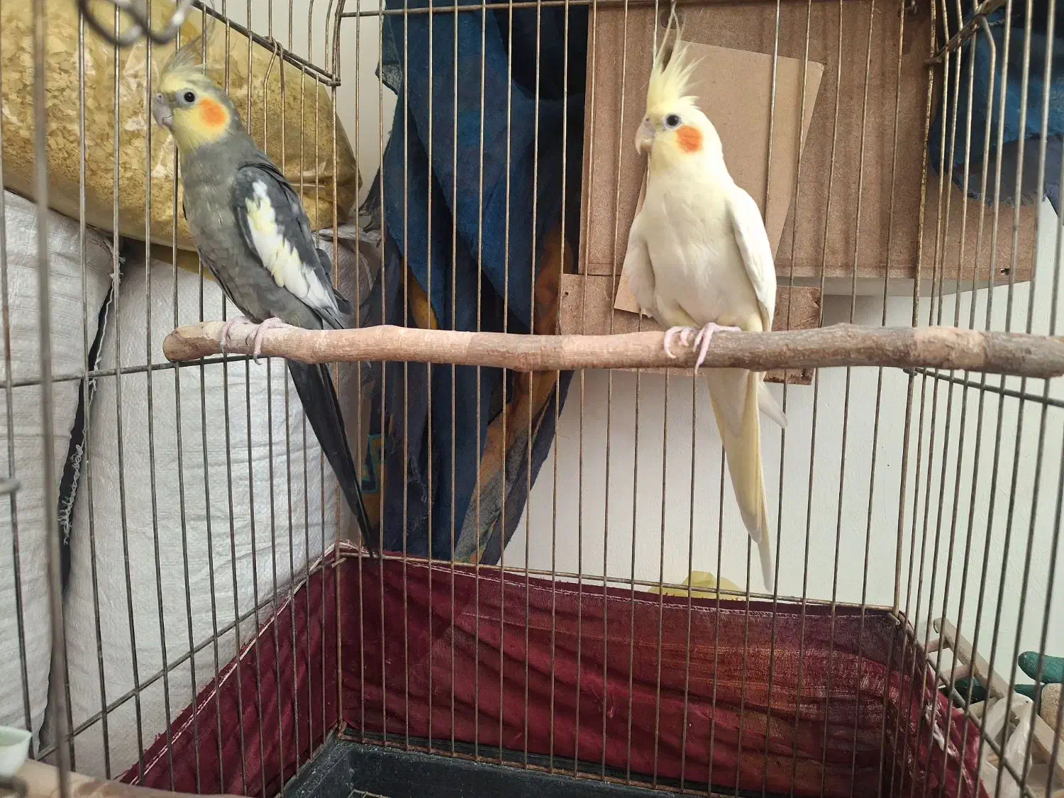 یک جفت عروس هلندی مولد|پرنده|پاکدشت, پاکدشت (مامازند)|دیوار