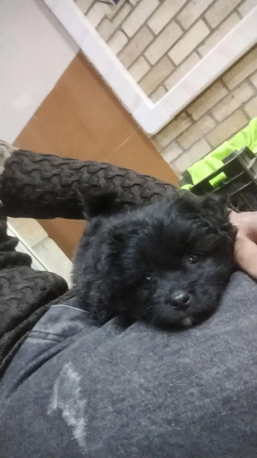 واگزاری|سگ|ساوه, |دیوار