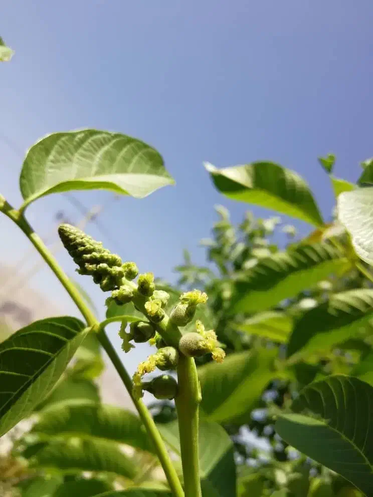 گردو ژنوتیپ 7|خدمات باغبانی و درختکاری|زنجان, |دیوار