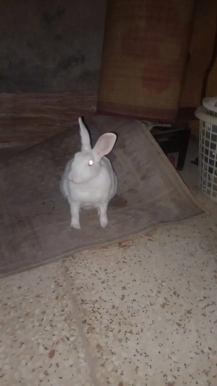 خرگوش کامل سفید|موش و خرگوش|برازجان, |دیوار