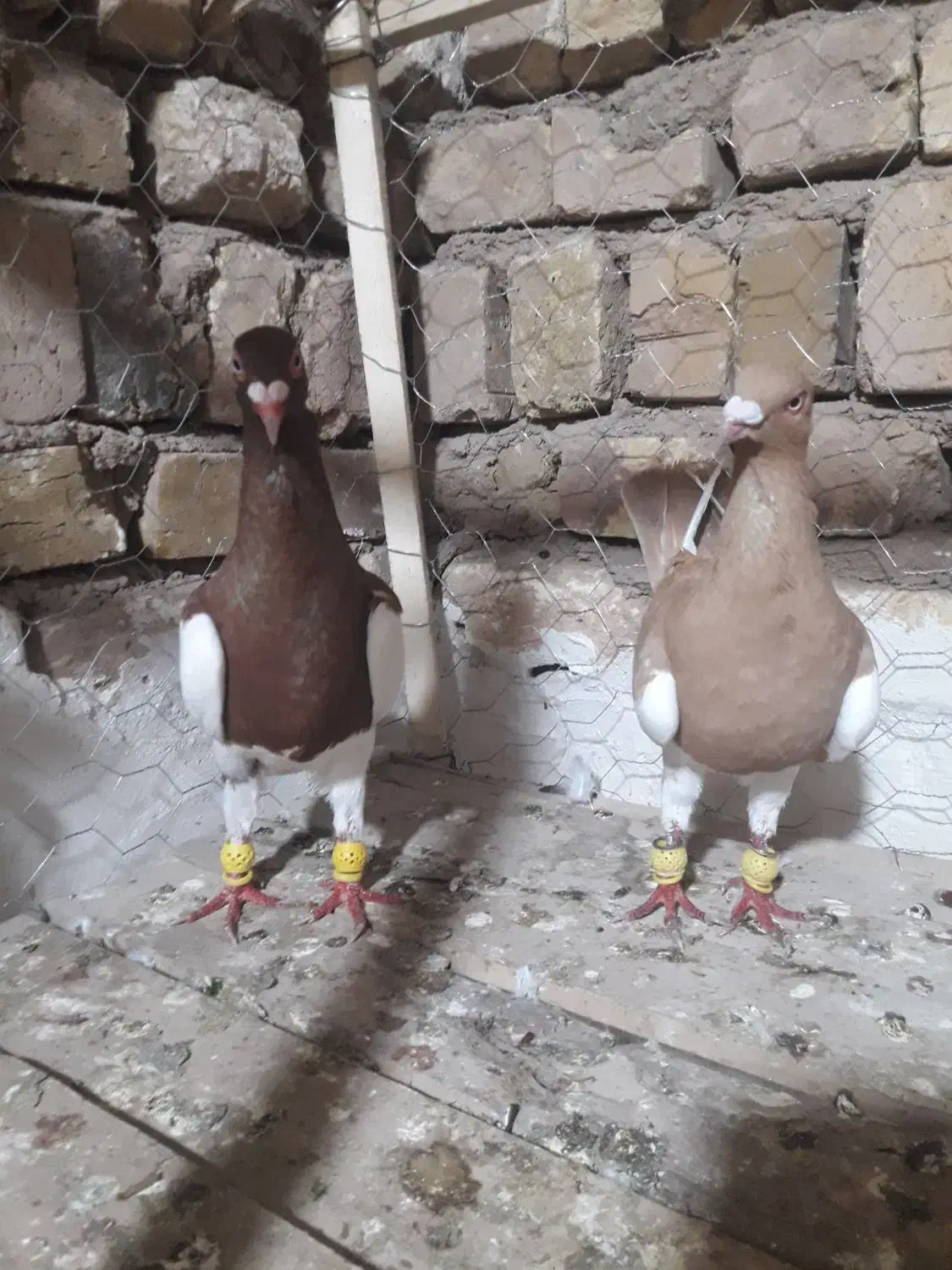 کبوتر یهودی|پرنده|اسفرورین, |دیوار