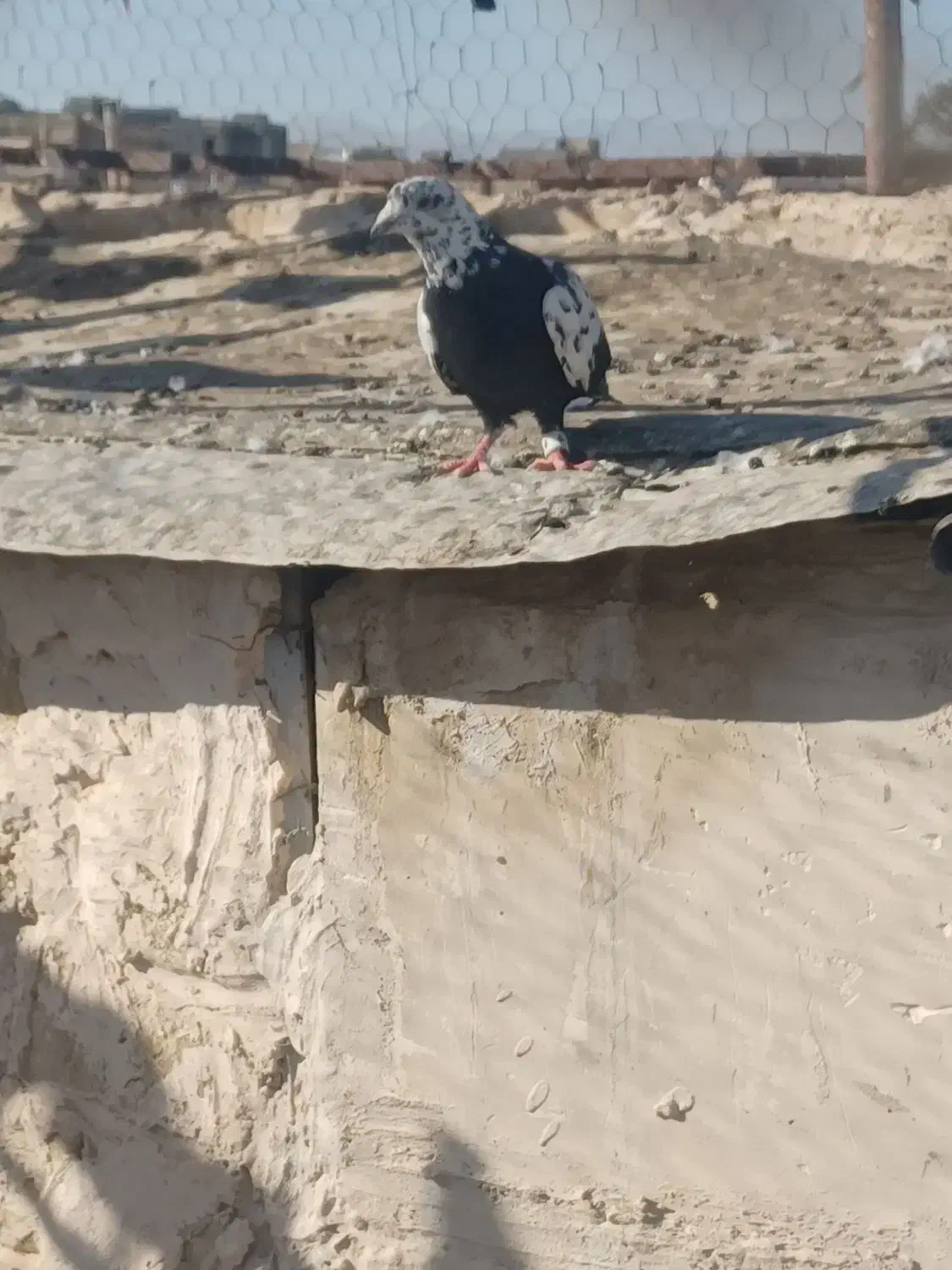 سوسکی نر|پرنده|تربت‌حیدریه, یحیی آباد|دیوار