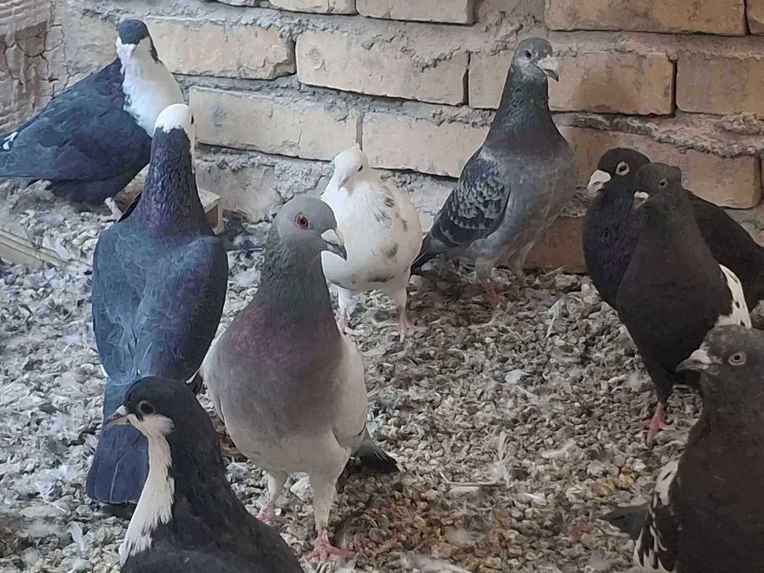 رنگی|پرنده|یزد, |دیوار