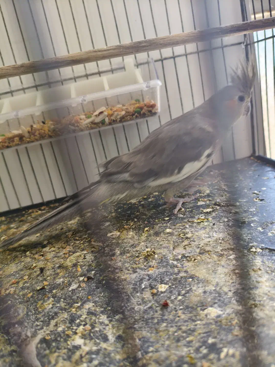 عروس هلندی|پرنده|بهاباد, |دیوار