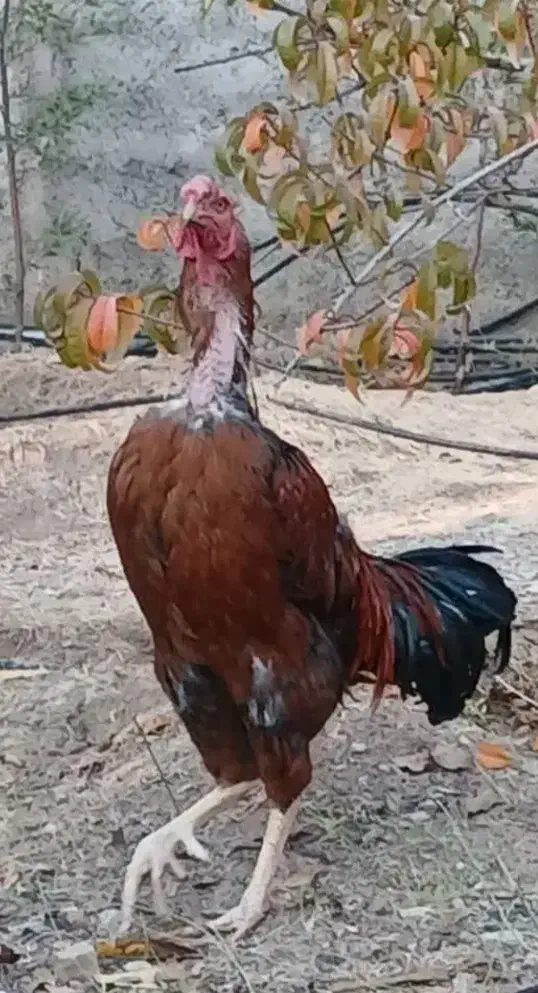 خروس لاری|حیوانات مزرعه|بومهن, |دیوار