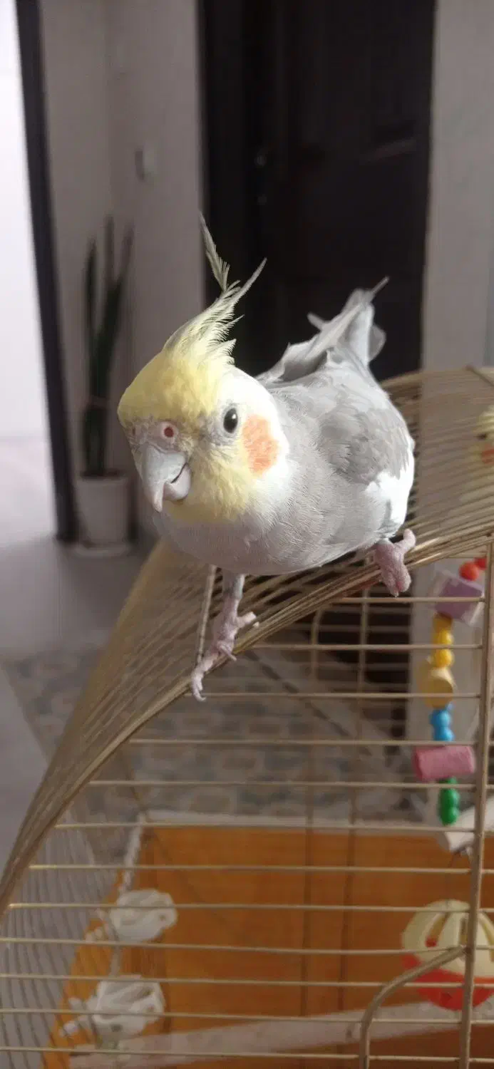 عروس هلندیم گم شده|حیوانات|فولادشهر, مسکن مهر فولادشهر|دیوار