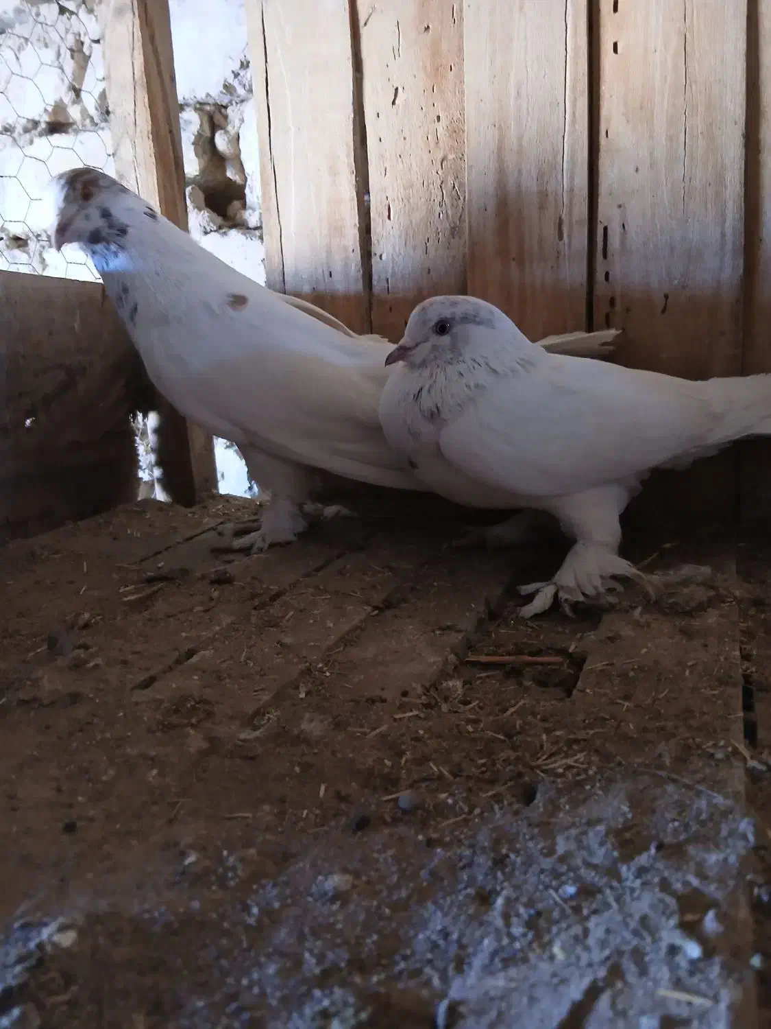 کبوتر طوقی و پرشی|پرنده|جعفرآباد, |دیوار