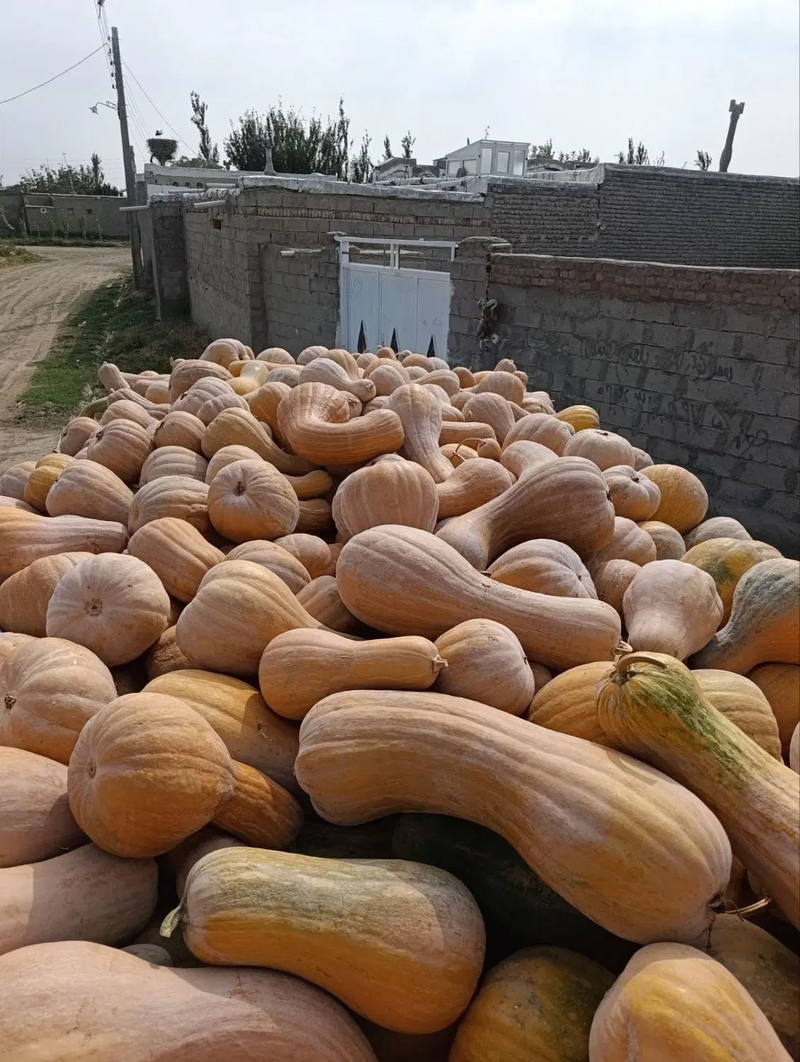 کدو|خوردنی و آشامیدنی|میاندوآب, |دیوار