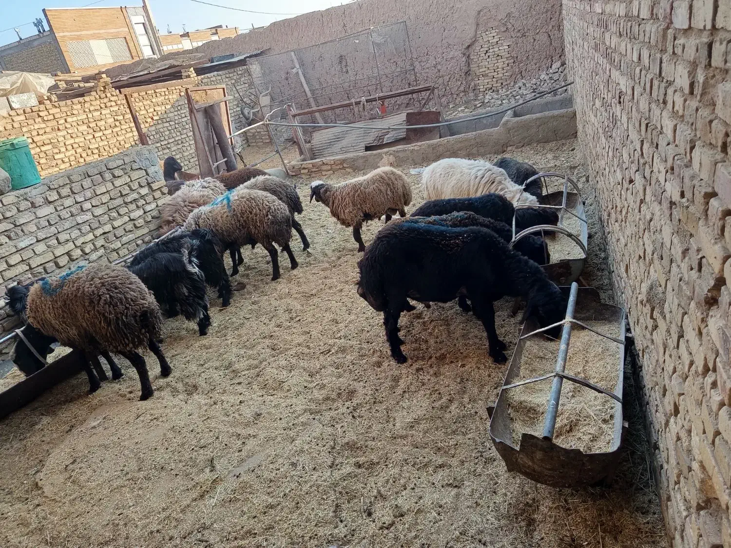 بره|حیوانات مزرعه|میبد, |دیوار