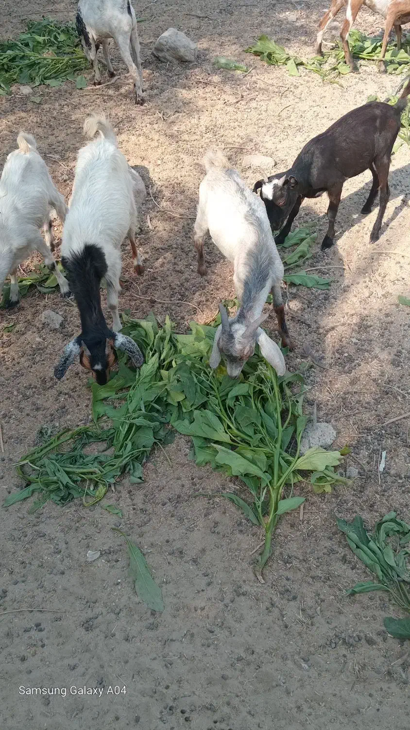 سه عدد کهر نر و سه عدد گیسه ویک عدد بز آبستن|حیوانات مزرعه|بندرعباس, |دیوار