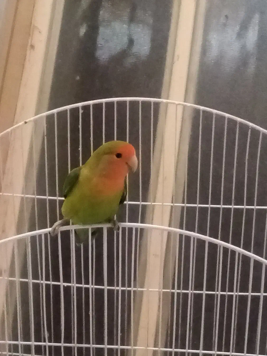 طوطی برزیلی کاملا دستی نر و ماده 11ماه هستن|پرنده|نجف‌آباد, فاز ۲ شهرک آزادگان|دیوار