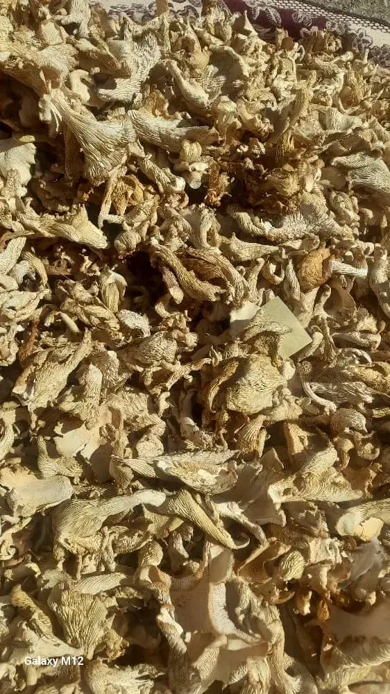 قارچ خشک صدفی|خوردنی و آشامیدنی|حسین آباد, |دیوار