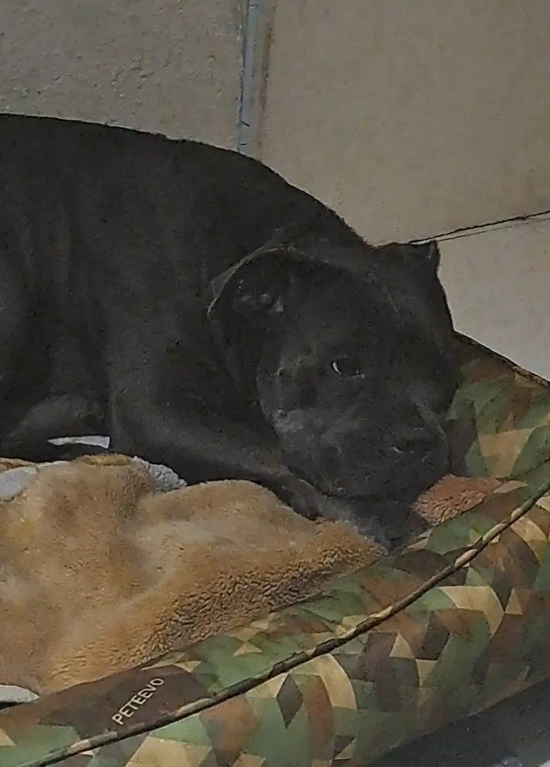 سگ گمشده خاکستری کنکورسو پیتبول جاده گنج افروز|سگ|شیرگاه, |دیوار