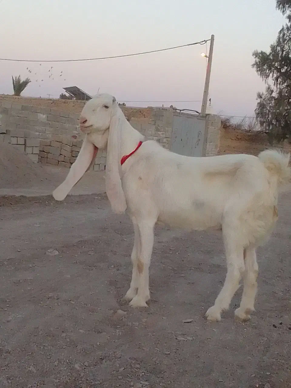 بز گلابی اصل|حیوانات مزرعه|تیمور آباد, |دیوار