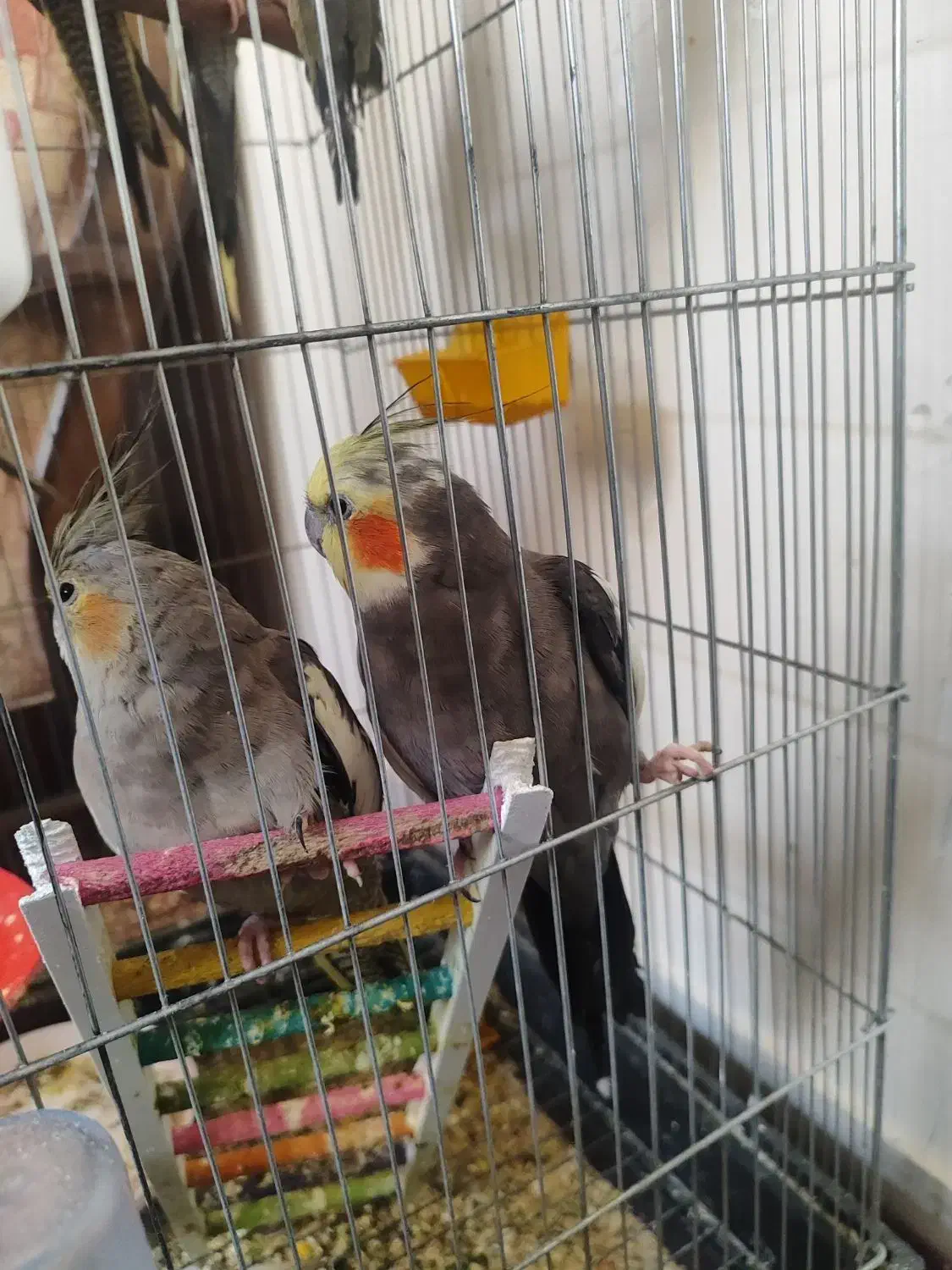 یک جفت عروس هلندی مولد صحیح و سالم و درشت|پرنده|قم, گلزار|دیوار