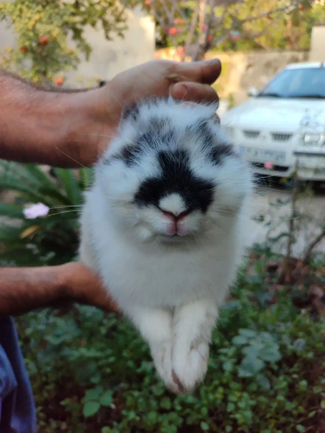 خرگوش لوپ|موش و خرگوش|گرگان, |دیوار