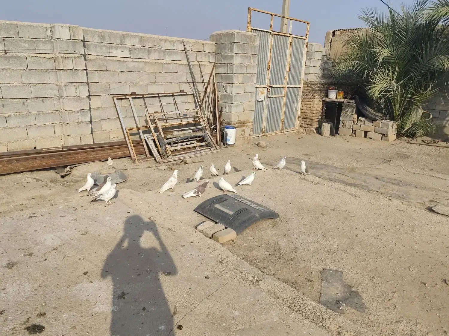 کبوتر|پرنده|سرپل ذهاب, |دیوار