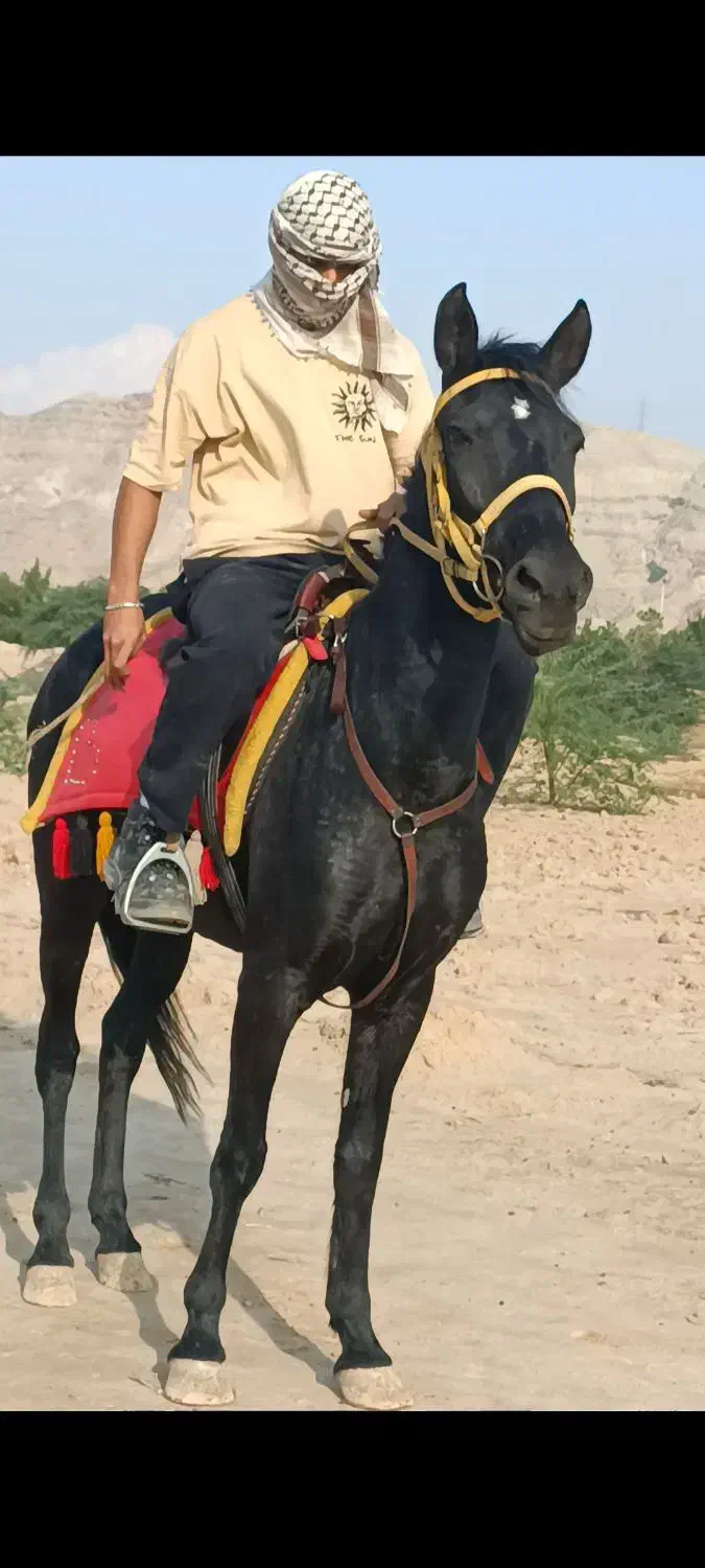 اسب|اسب و تجهیزات اسب‌سواری|امیدیه, |دیوار