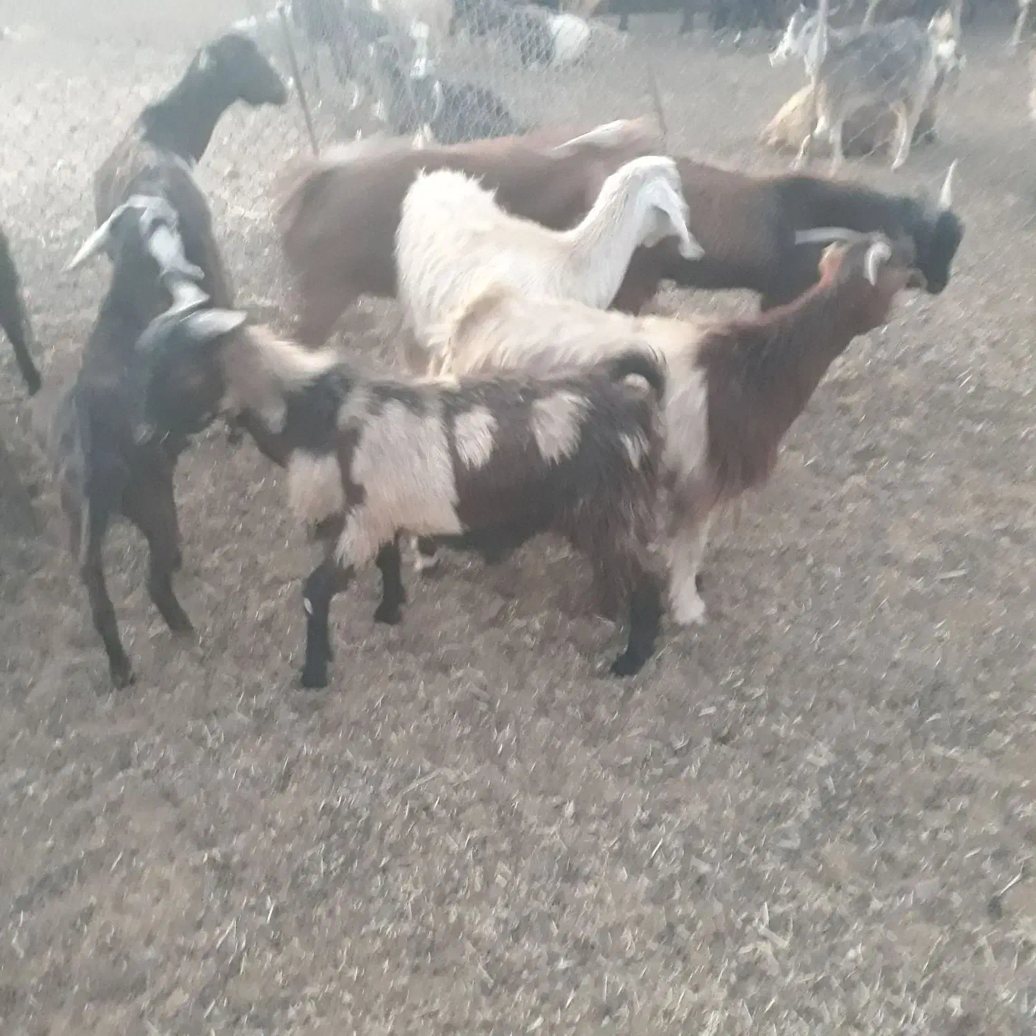 حراج|حراج|نهاوند, |دیوار