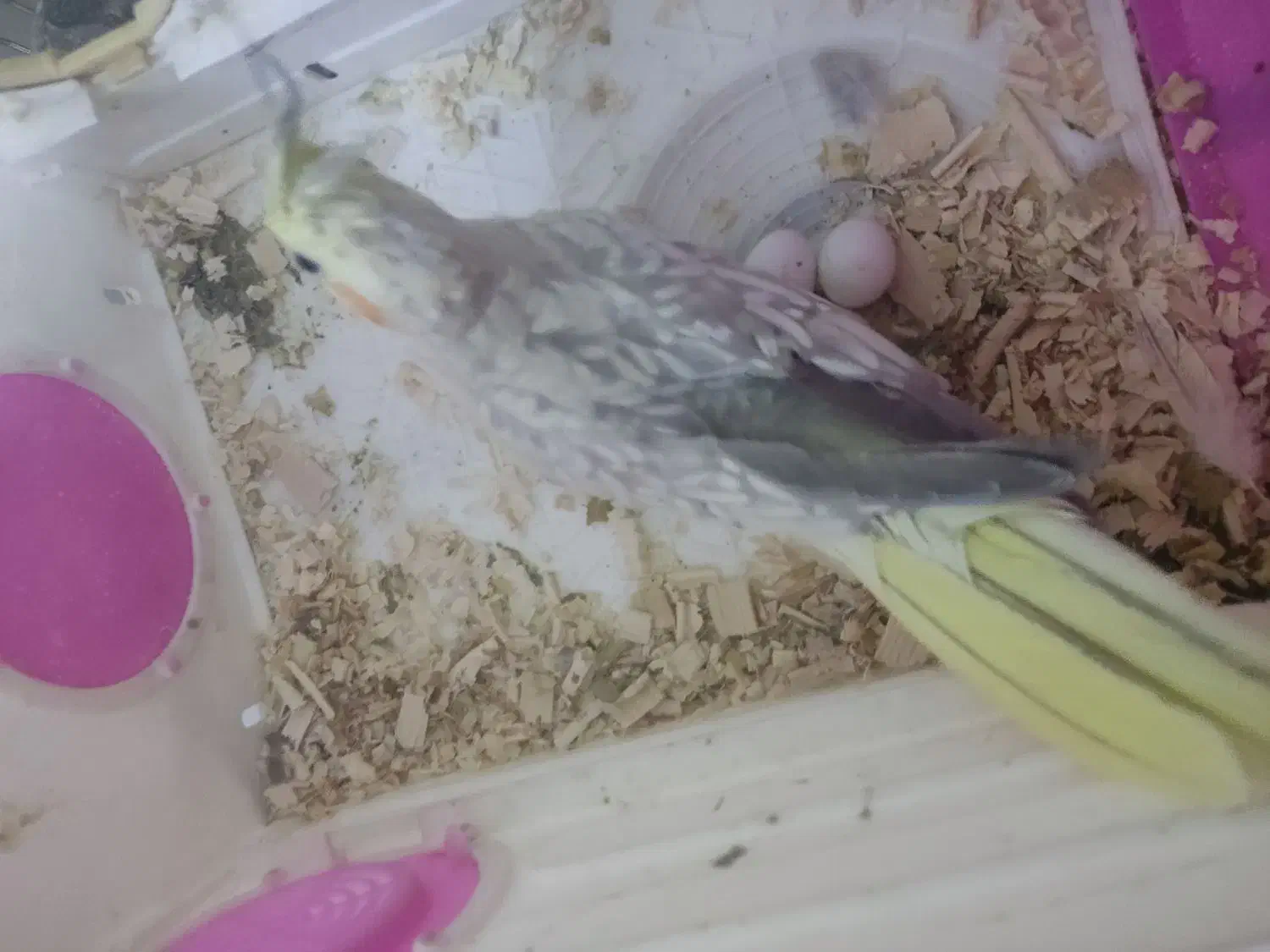 عروس هلندی ماده|پرنده|نسیمشهر, |دیوار