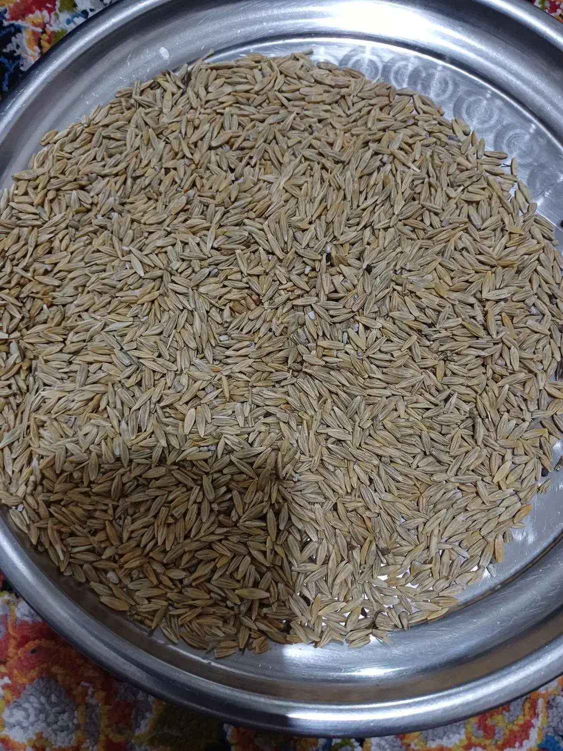 فروش 2 تن جو درجه یک  محلی در شهرستان پاسارگاد|خدمات باغبانی و درختکاری|شیراز, دلجو|دیوار