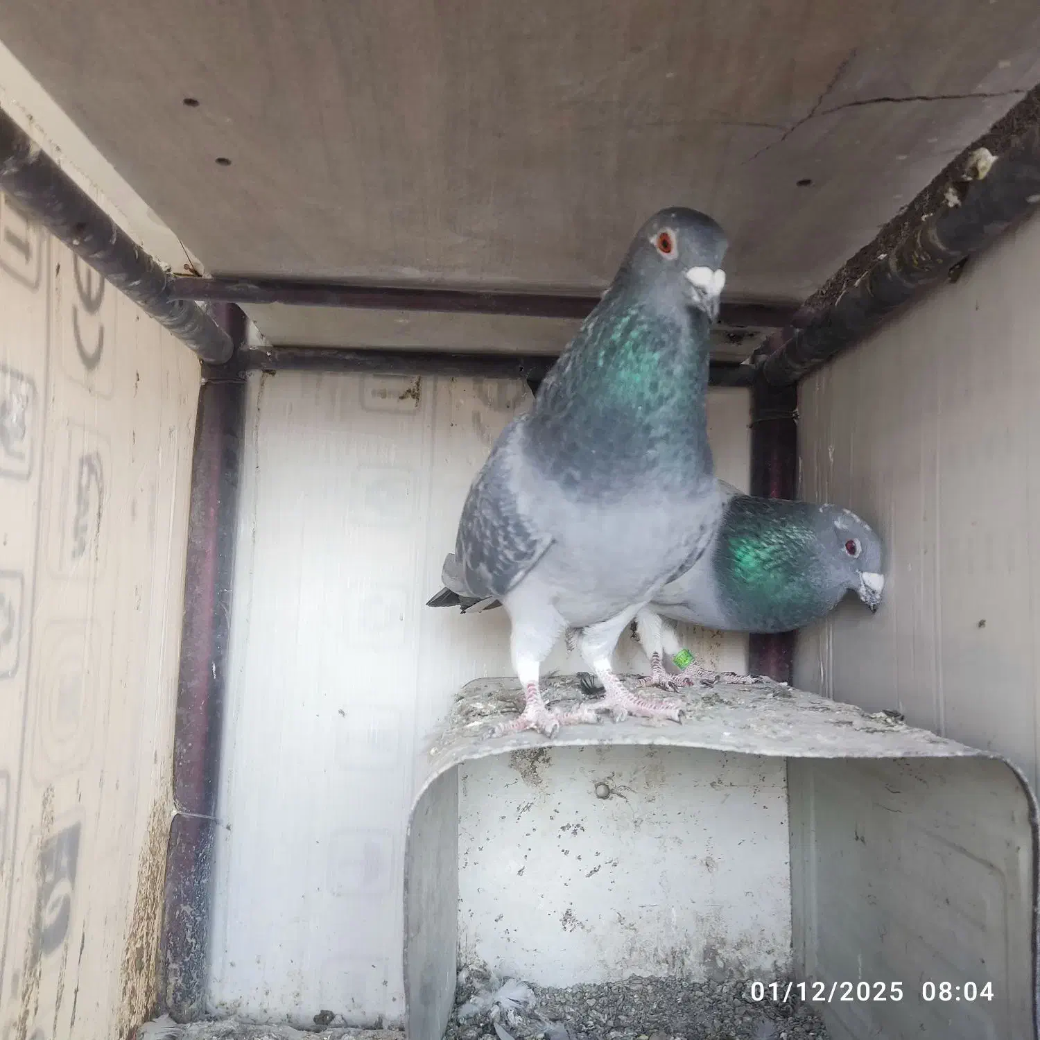 کبوتر پلاکی مسافتی|پرنده|مبارکه, |دیوار