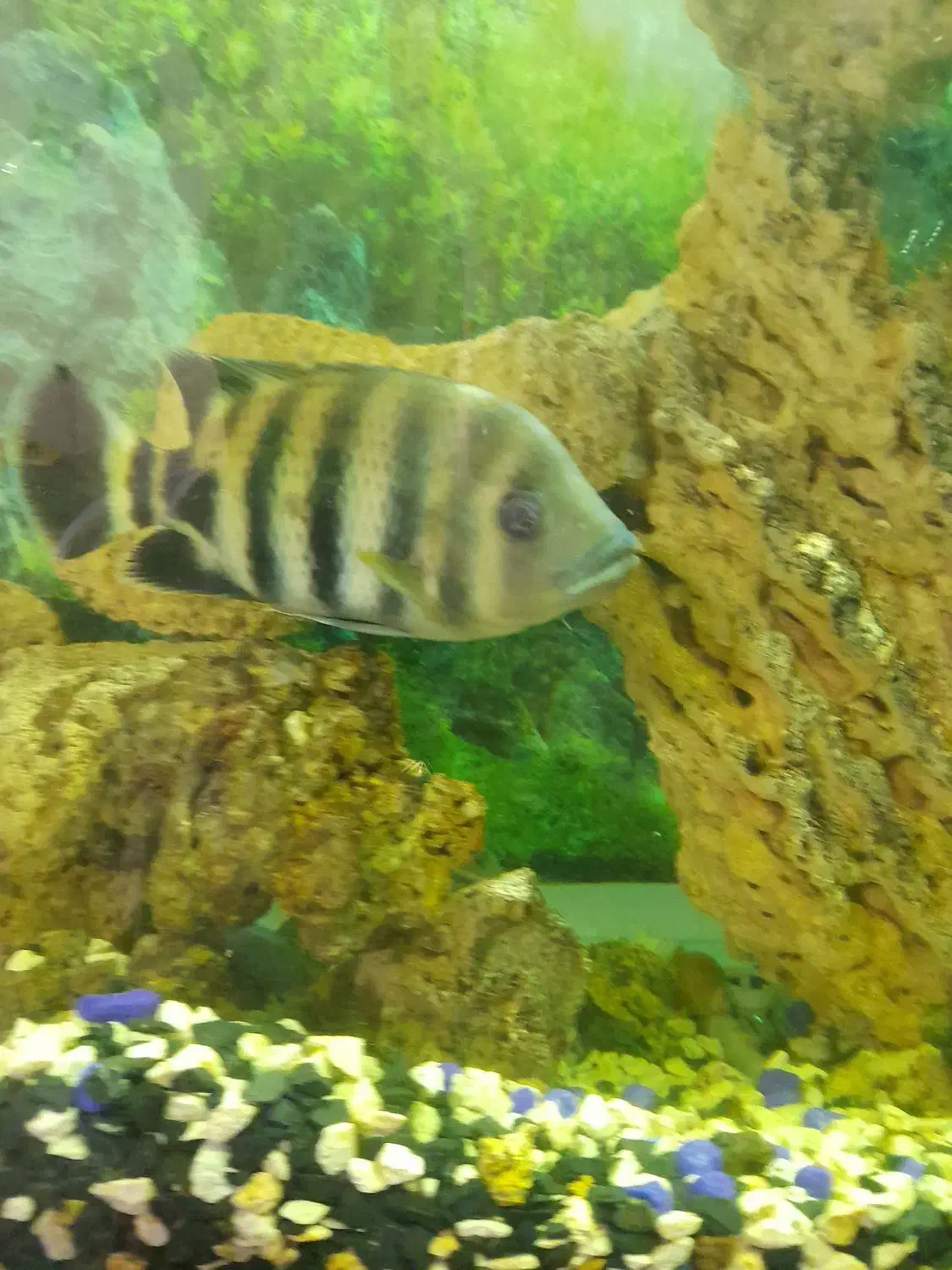 ماهی زندانی انداره کف|ماهی|اردبیل, |دیوار