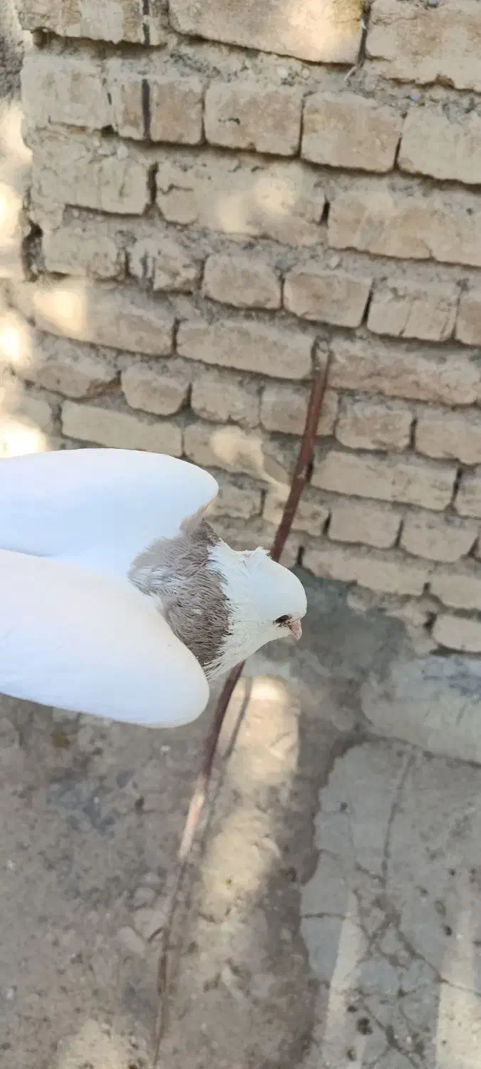 کبوتر طوقی  نر|پرنده|داران, |دیوار