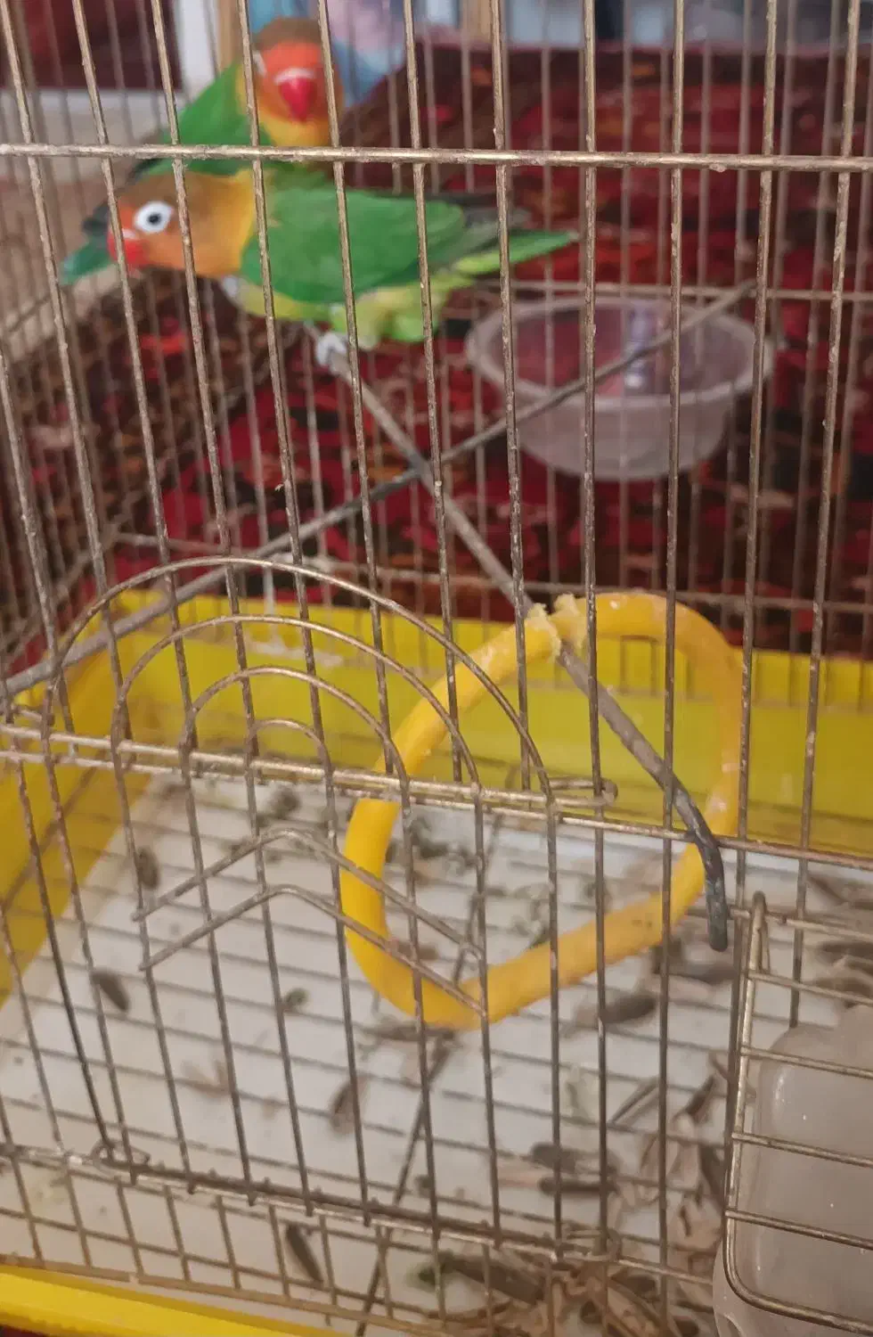 پرنده کوتوله طوطی|پرنده|آشتیان, |دیوار