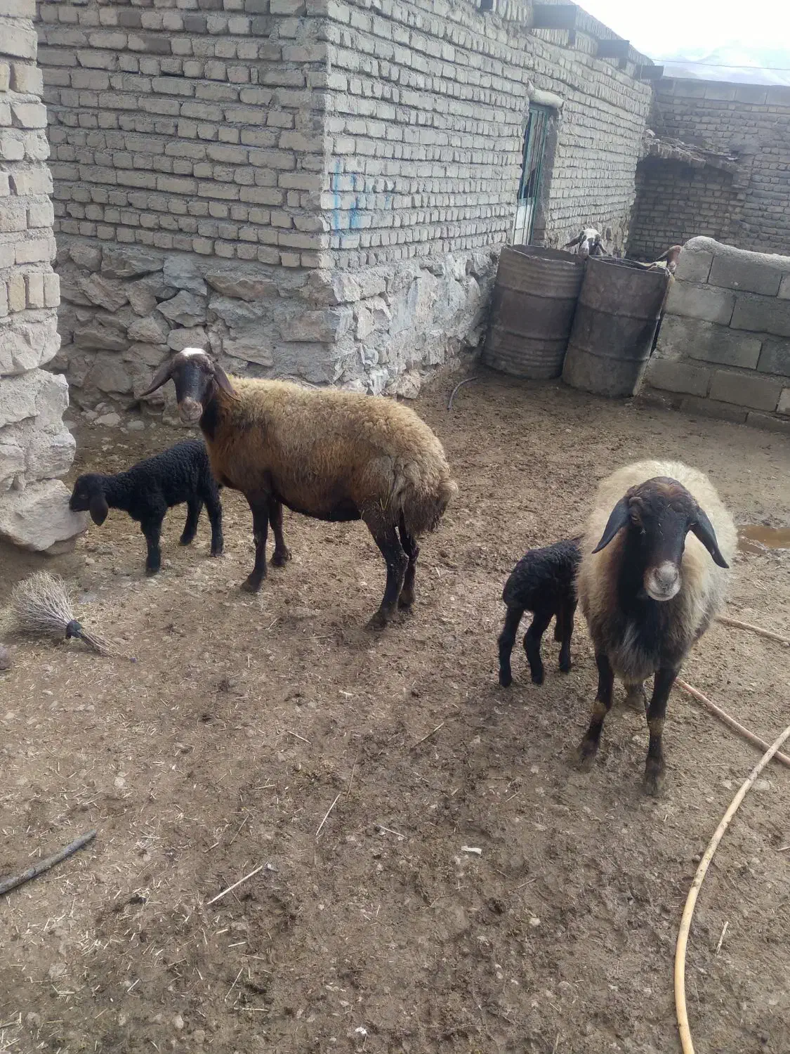 ۲عدد میش وبره درجه یک داشتی|حیوانات مزرعه|خزل, |دیوار