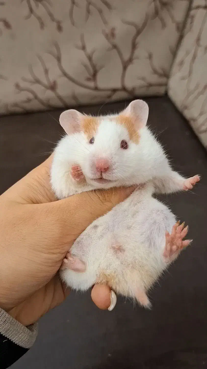 همستر حنایی تربیت شده با لوازم|موش و خرگوش|تهران, جوادیه|دیوار