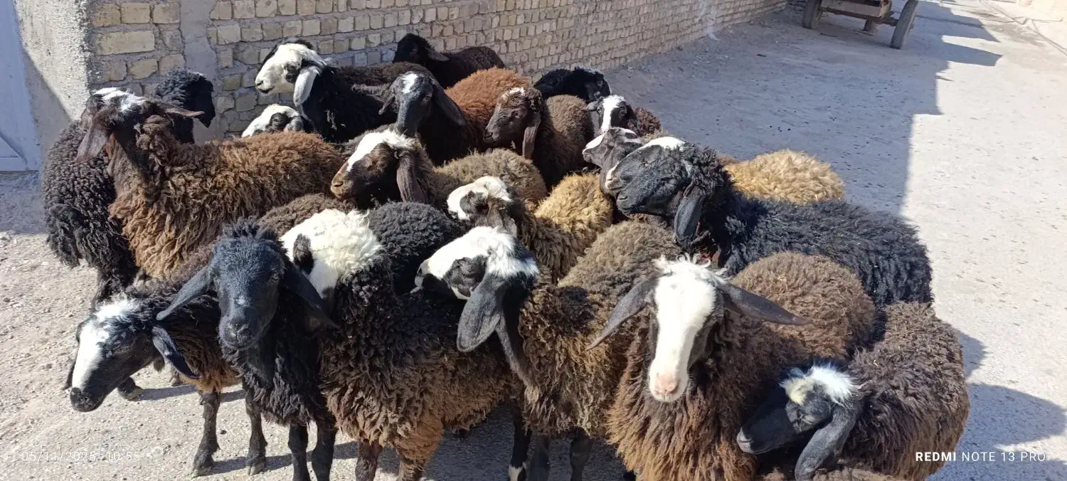 ۲۳راس بره نر و ماده|حیوانات مزرعه|قزوین, |دیوار