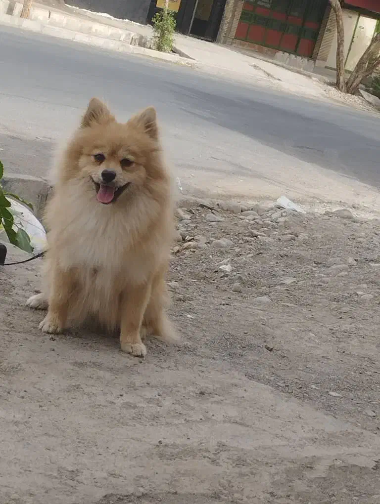 سگ پامر|سگ|جیرفت, |دیوار