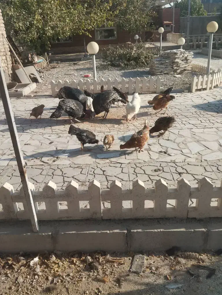 مرغ و خروس و بوقلمون|حیوانات مزرعه|رباطکریم, انجم آباد|دیوار